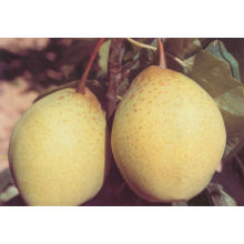 Chinese High Quality Ya Pear